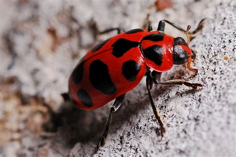 1280x800 wallpaper | red and black lady bug | Peakpx