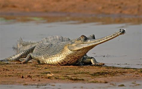 Weird Real Animals - Gharial Also known as the fish-eating crocodile ...