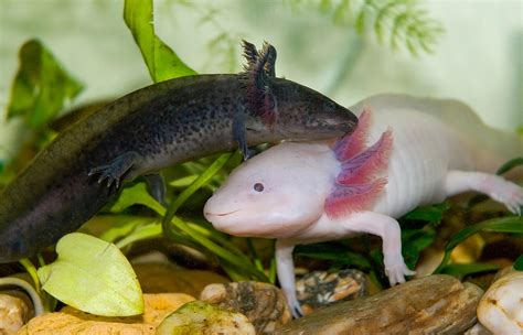 Salamander vs Axolotl Fight Comparison- Who Will Win