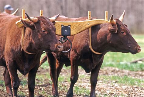 “Take My Yoke” - The Episcopal Diocese of Central Florida