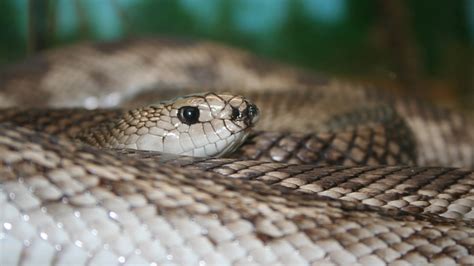 Florida Pine Snake Attraction | Central Florida Zoo Animals