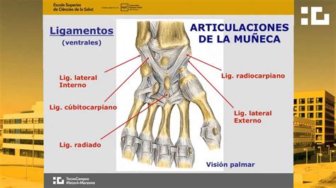 Extremidad superior - Estudio articular - YouTube