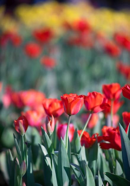 Premium Photo | Tulip field