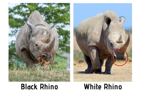 What's The Difference? White Rhino Vs Black Rhino - Safari Ventures