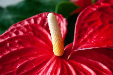 Red Anthurium Plant