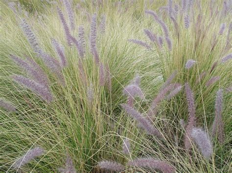 Desert Landscaping With Ornamental Grasses