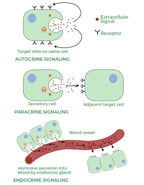 Paracrine Signaling - Definition, Properties, Mechanism, Examples