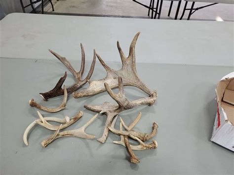 Moose Antlers and Asst. Deer Antlers - Yorkton Auction Centre