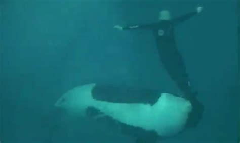 Video: 2006 killer whale attack at SeaWorld - The San Diego Union-Tribune