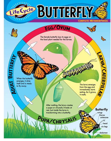 Life Cycle Of A Butterfly Diagram