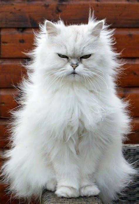 Curious white persian cat | Pretty cats, Cute cats, Beautiful cats