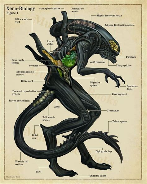 Xenomorph Anatomy Poster- Alien Inspired Scientific Wall Art Print ...