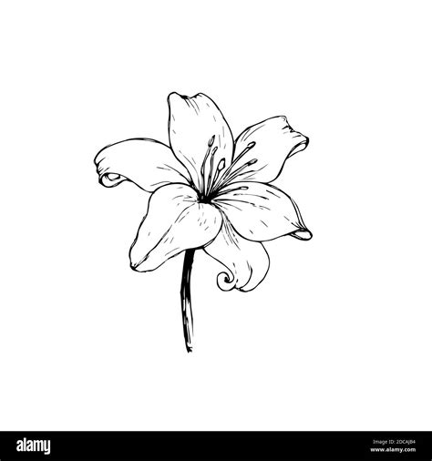 Vector black outline of Lily flowers isolated on a white background ...