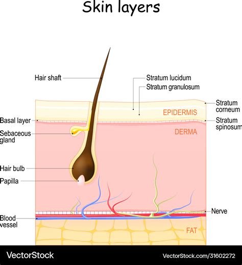 Skin layers epidermis dermis hypodermis Royalty Free Vector