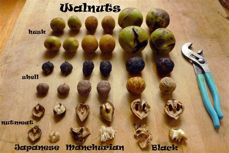 Wild Harvests: Black Walnut