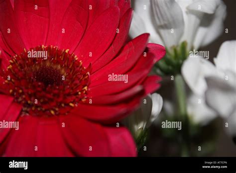 "A red aster flower in a bouquet Stock Photo - Alamy