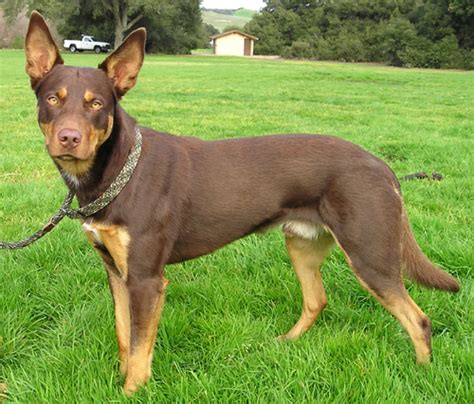 Australian Kelpie - Simple English Wikipedia, the free encyclopedia