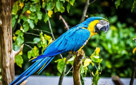 Macaw parrot bird tropical (37) wallpaper | 1920x1200 | 362943 ...