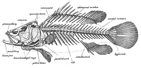 Perch Internal Anatomy