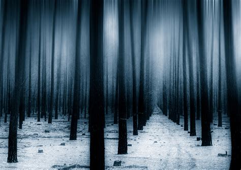 Dark Forest Woods Snow Winter 8k Wallpaper,HD Nature Wallpapers,4k ...