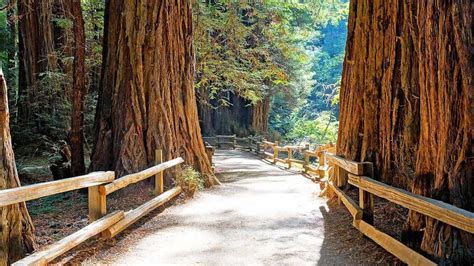 Giant redwood trees | Muir Woods, San Francisco