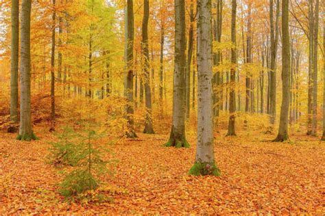 Beech Tree Forest in Autumn, Spessart, Bavaria, Germany - Stock Photo ...