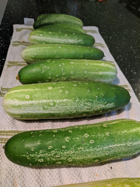 First cucumber harvest. How'd we do? : gardening