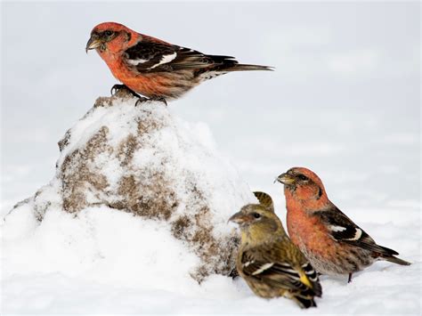 White-winged Crossbill - eBird