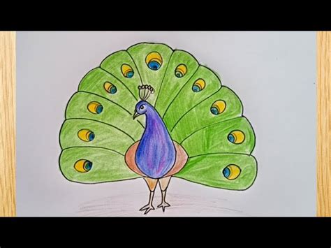 Peacock Color Drawing