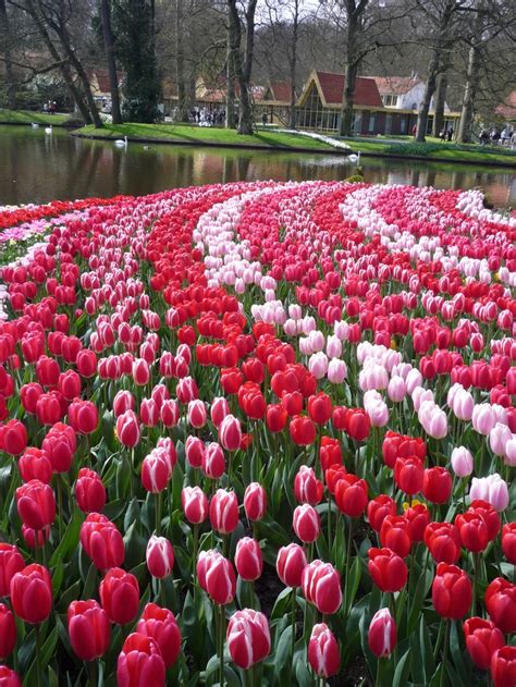 1000+ images about KEUKENHOF GARDENS on Pinterest | Remember this ...