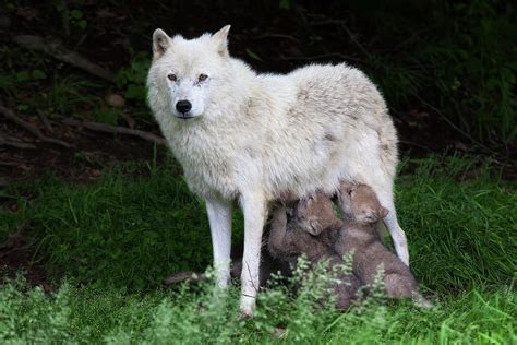 Arctic Wolf Pups Feeding by Jim Cumming