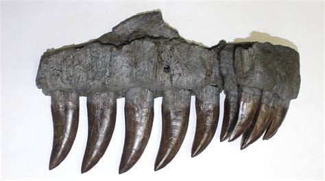 Identification of Ceratosaurus Teeth - General Fossil Discussion - The ...