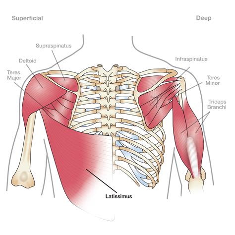 Anatomy 101: Shoulder Muscles - The Handcare Blog