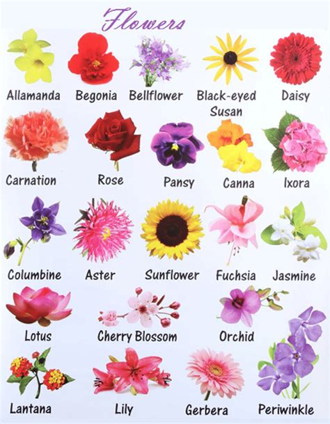 Flowers and Plants Vocabulary in English | English flowers, Plants ...