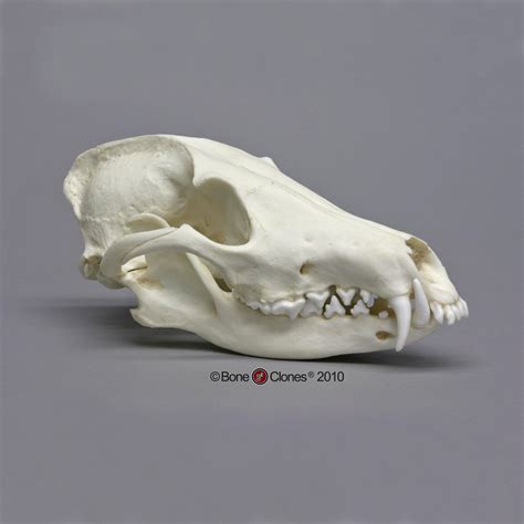 Maned Wolf Skull - Bone Clones, Inc. - Osteological Reproductions