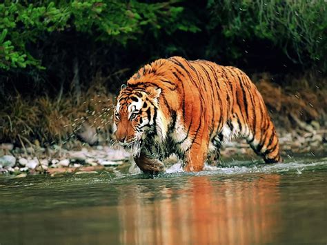 ENCYCLOPEDIA OF ANIMAL FACTS AND PICTURES: Siberian Tigers