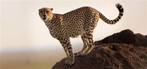 Video: Slow-Motion Capture of a Running Cheetah