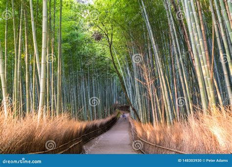 Path through Bamboo Forest at Sagano, Arashiyama, Kyoto Stock Photo ...