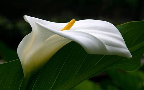 Calla Lily: The National Flower of Ethiopia