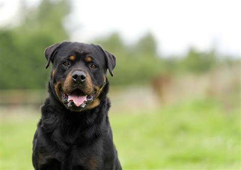 14 Best Black-and-Tan Dog Breeds