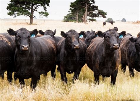 Image of Black angus cow herd in the long summer grass - Austockphoto