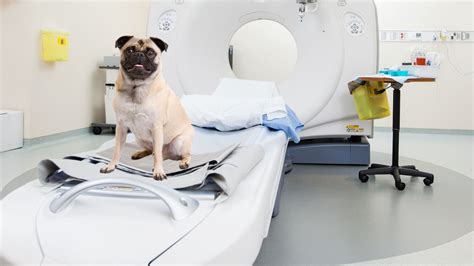 Pug CT Scan: What It Is and 5 Common Reasons Why a Dog Needs One