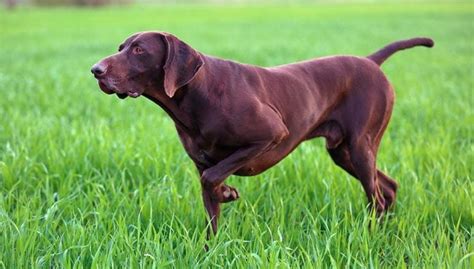 21 Popular Brown Dog Breeds (Updated)