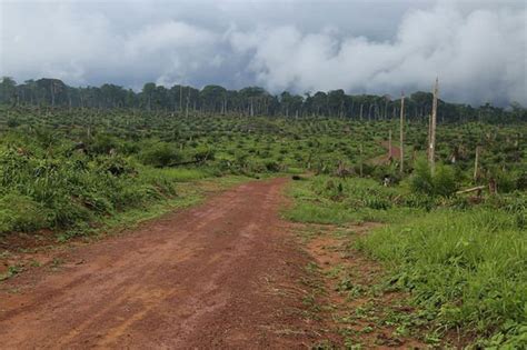 Congo Basin deforestation MAPPED: The STAGGERING destruction of the 2nd ...