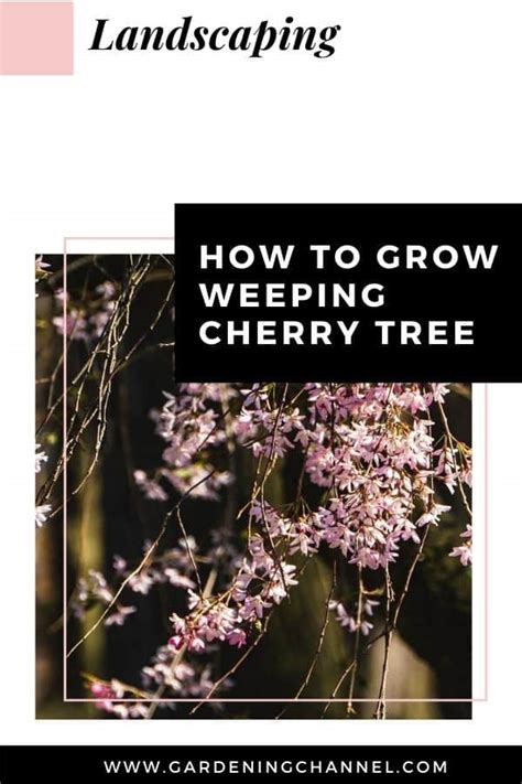 How to Grow a Weeping Cherry Tree - Gardening Channel