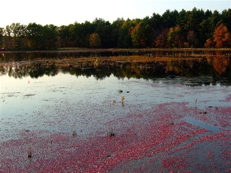 From Beyond My Kitchen Window: Harvest Time at the Cranberry Bog...