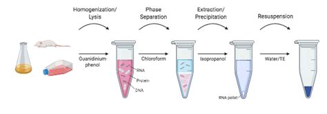 RNA Extraction Without A Kit