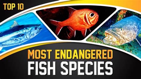 Endangered Fish