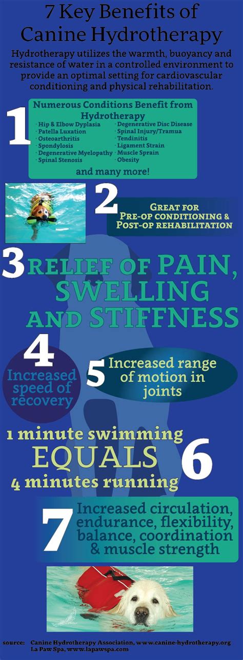 7 Benefits of Canine Hydrotherapy | Hydrotherapy, Therapy animals ...