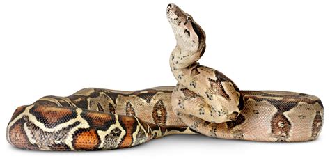 Boa Snakes | Boa Constrictor Facts | DK Find Out